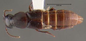 Media type: image;   Entomology 32392 Aspect: habitus dorsal view